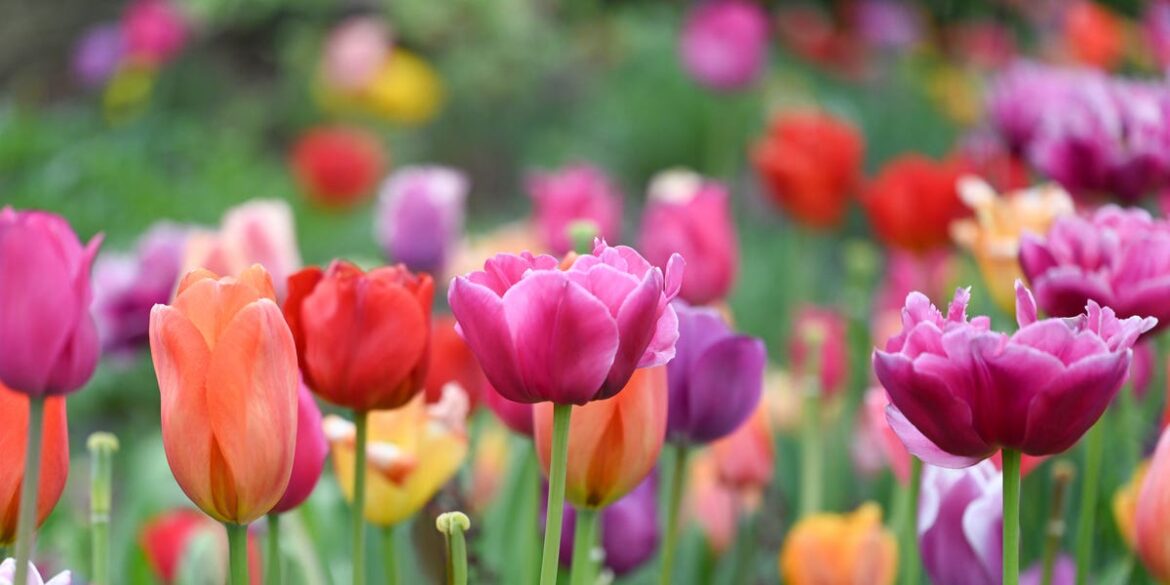 How And When To Plant Tulips For A Beautiful Spring Garden