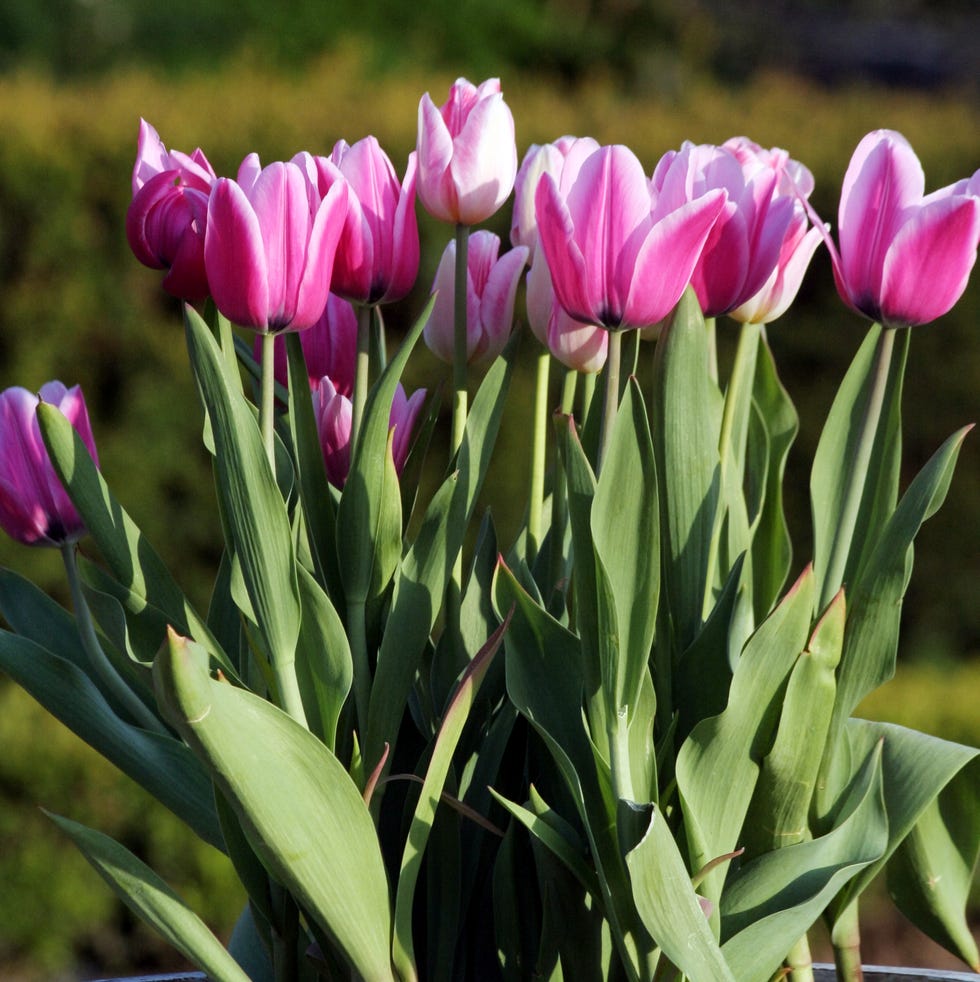 potted tulips