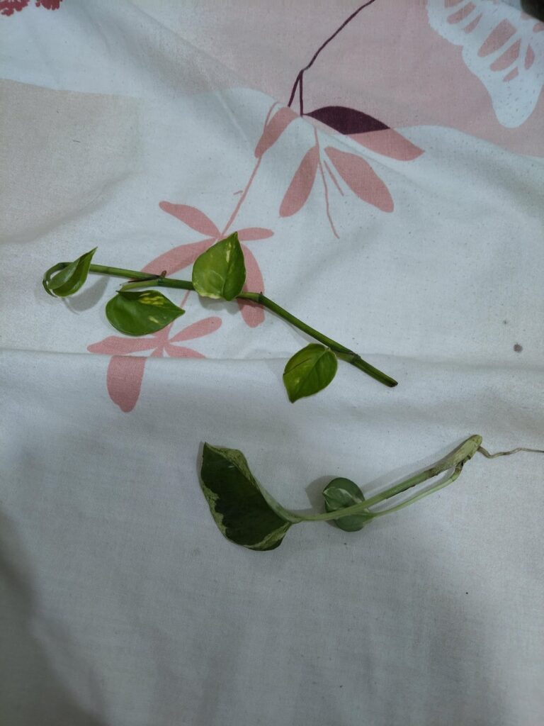 Snatched some Pearl's and Jade & neon variegated growing near a tree stump. Added to my family😊