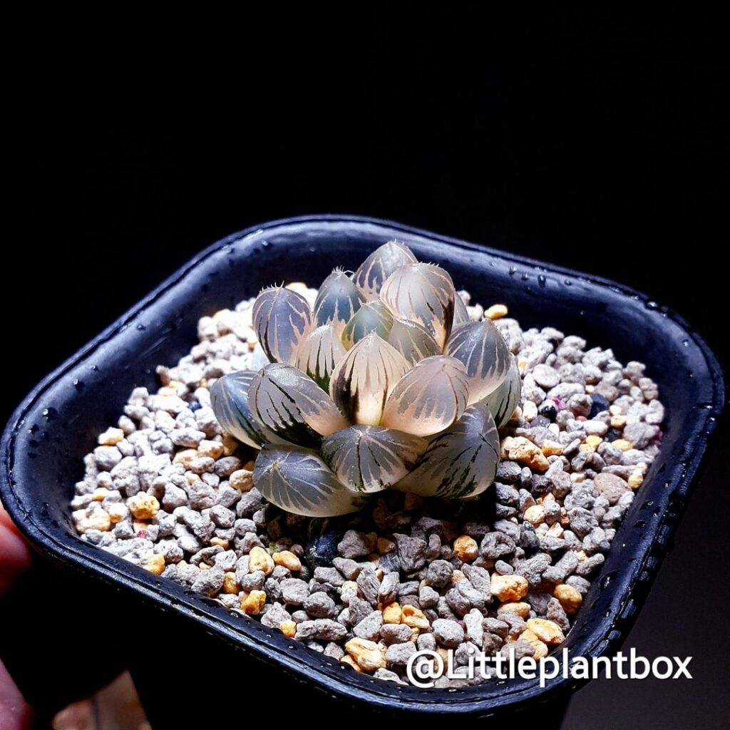 Haworthia obtusa neonlight reversed variegated