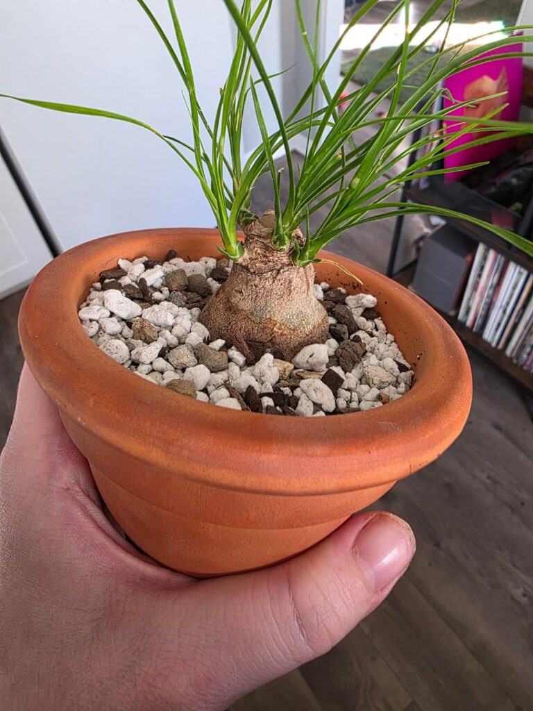 Over or under watering?