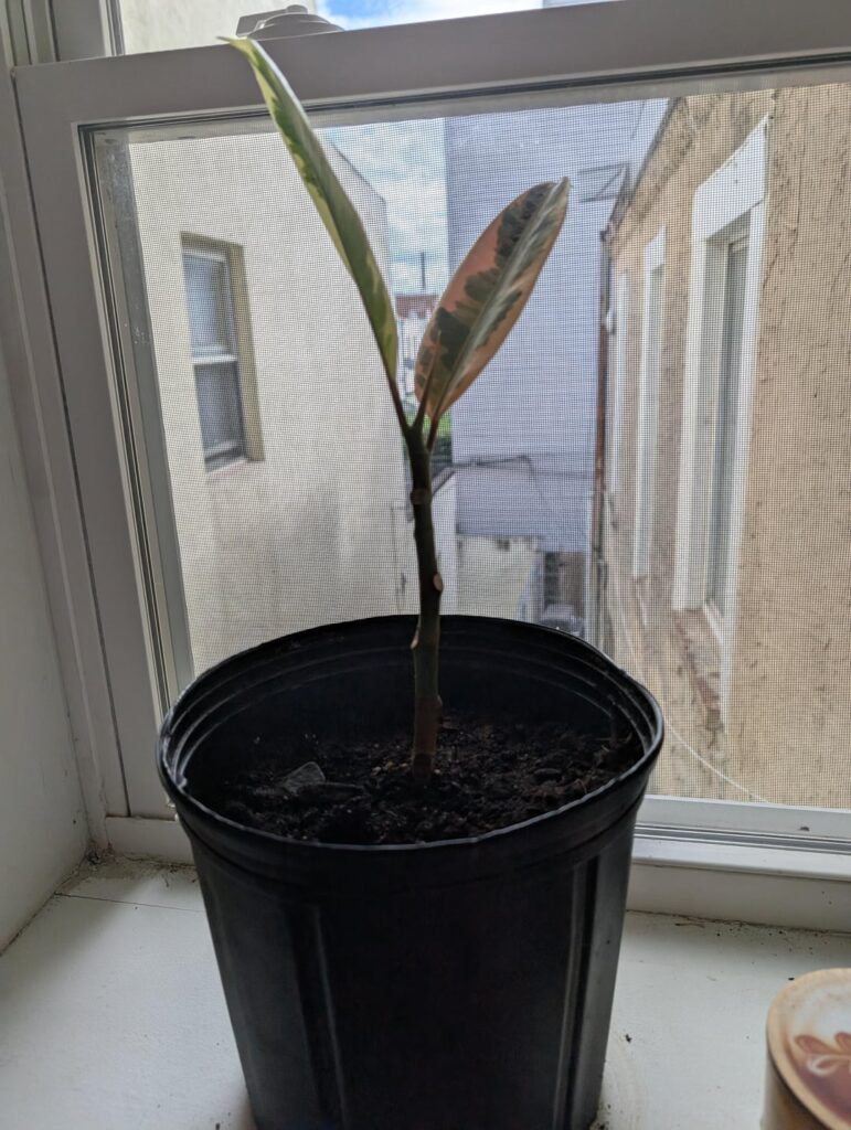 Was given a free rubber plant. A lot of the leaves fell off, so I put it in a bigger pot. It has not started growing.