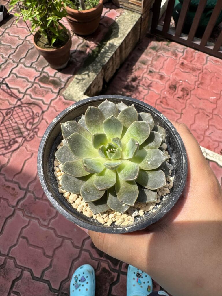 Can I get IDs for these two echeverias? Can I get IDs for these two echeverias?
