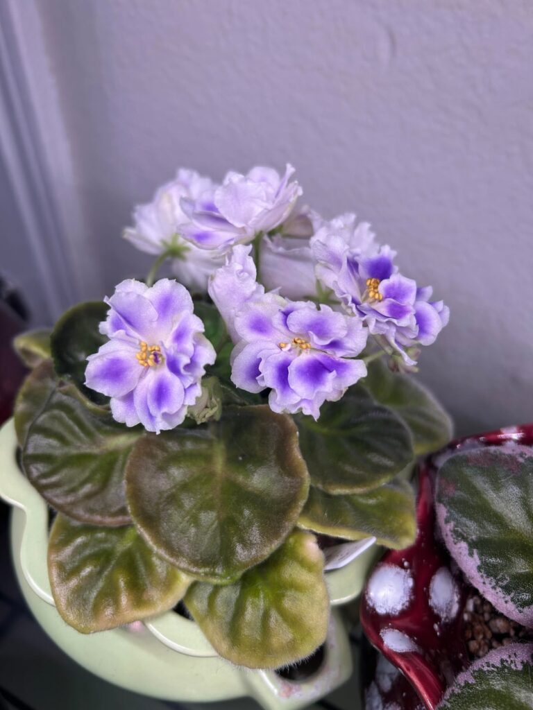 Love the sharp purple. RS-Magia Wiosny: Magic Spring: Standard Russian White blooms with blue divorces, Dark Green Leaves