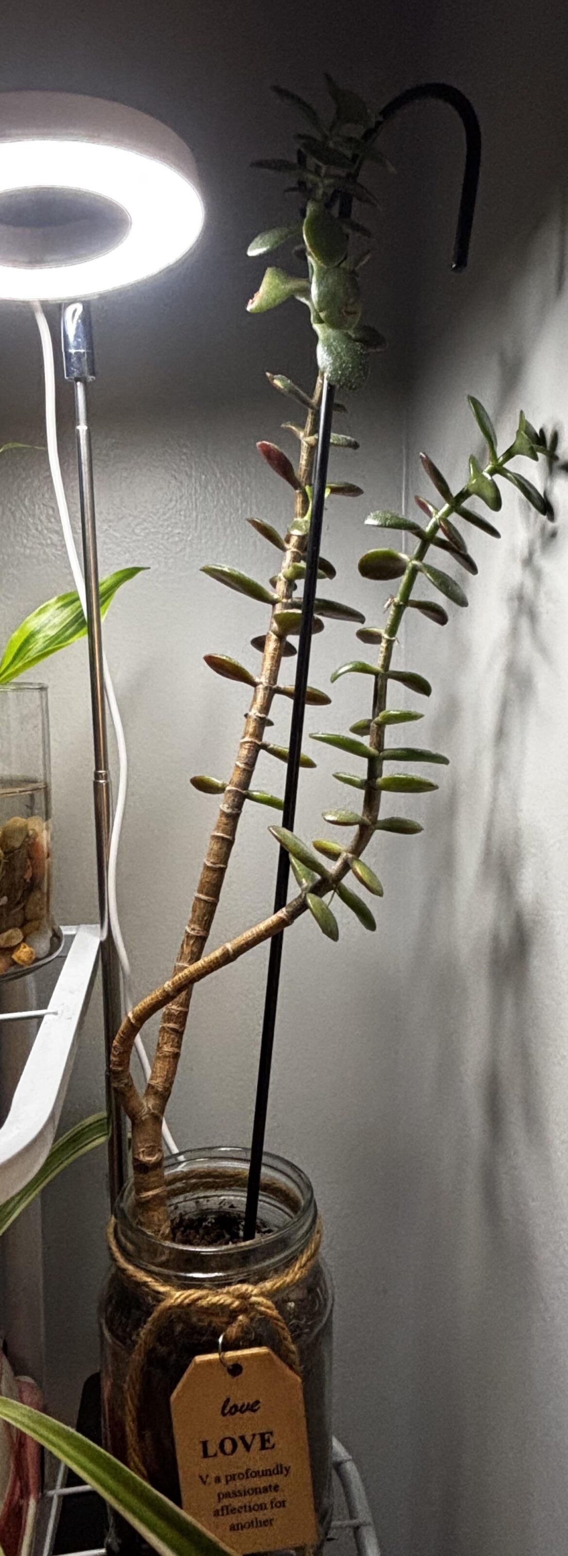 Where should I propagate this plant ? Where should I propagate this plant ?