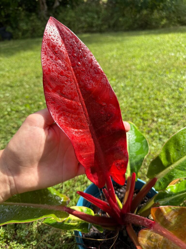 My awesome philodendron Red Sun