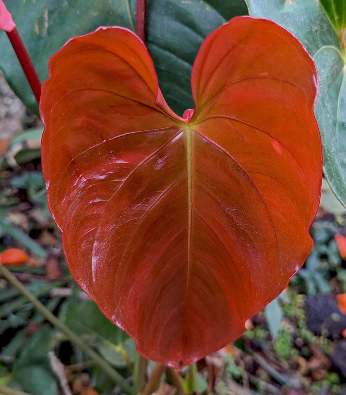 🧡Newly opened philodendron leaf🧡