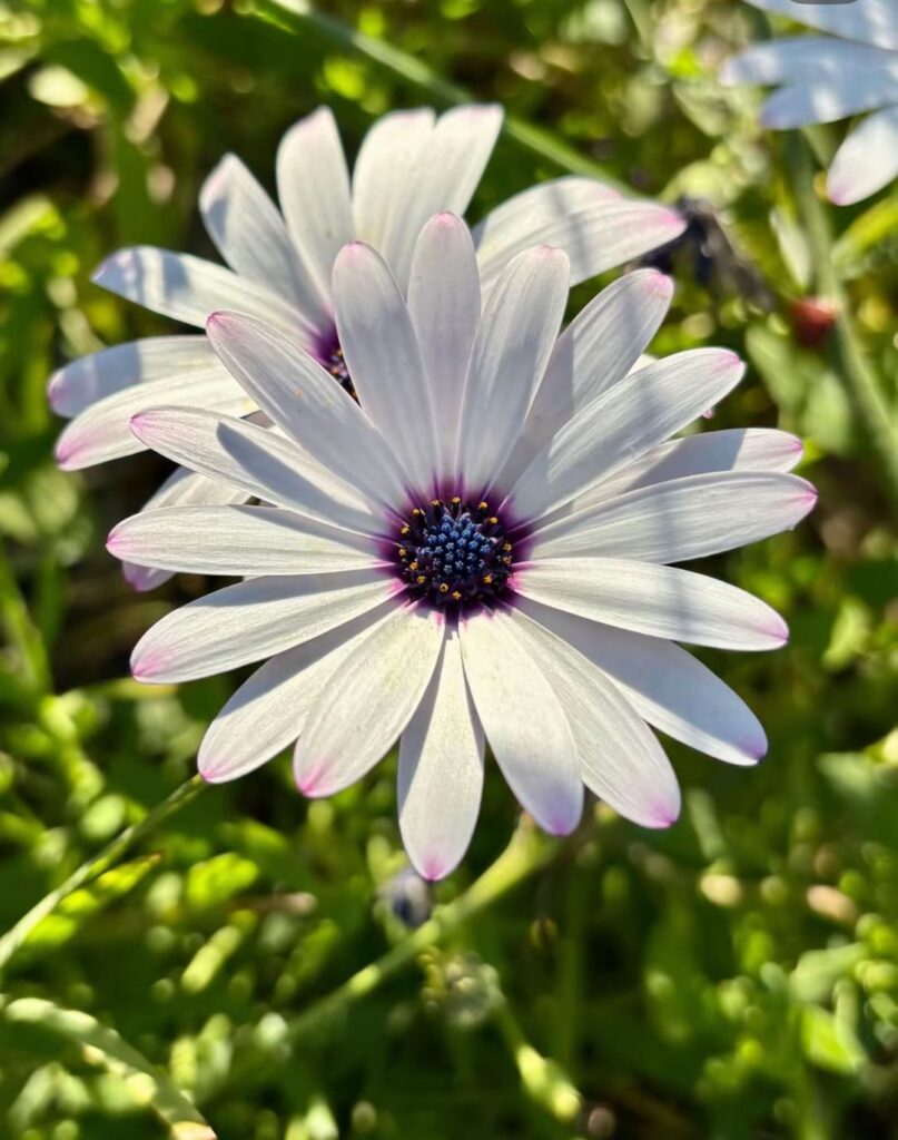 How do you like this flower?