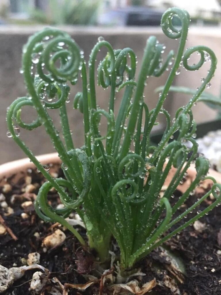 Albuca Spiralis
