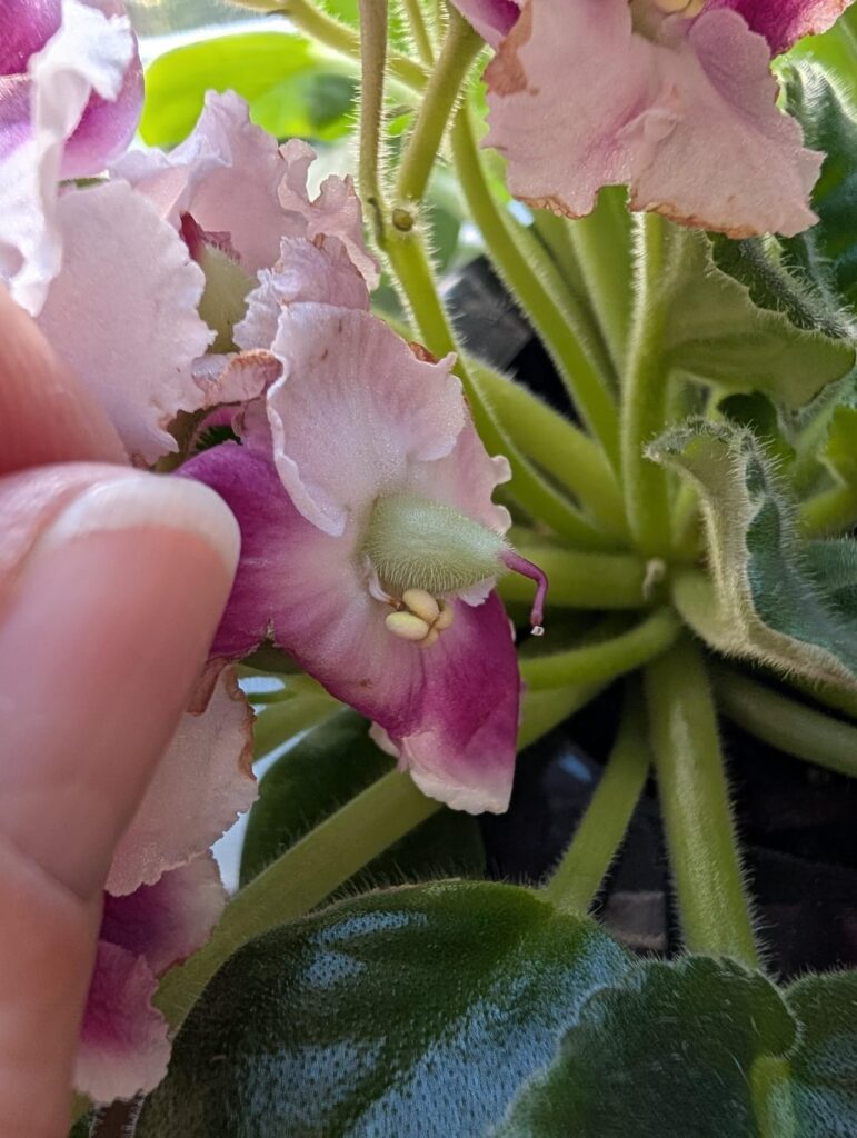 Seed pods?