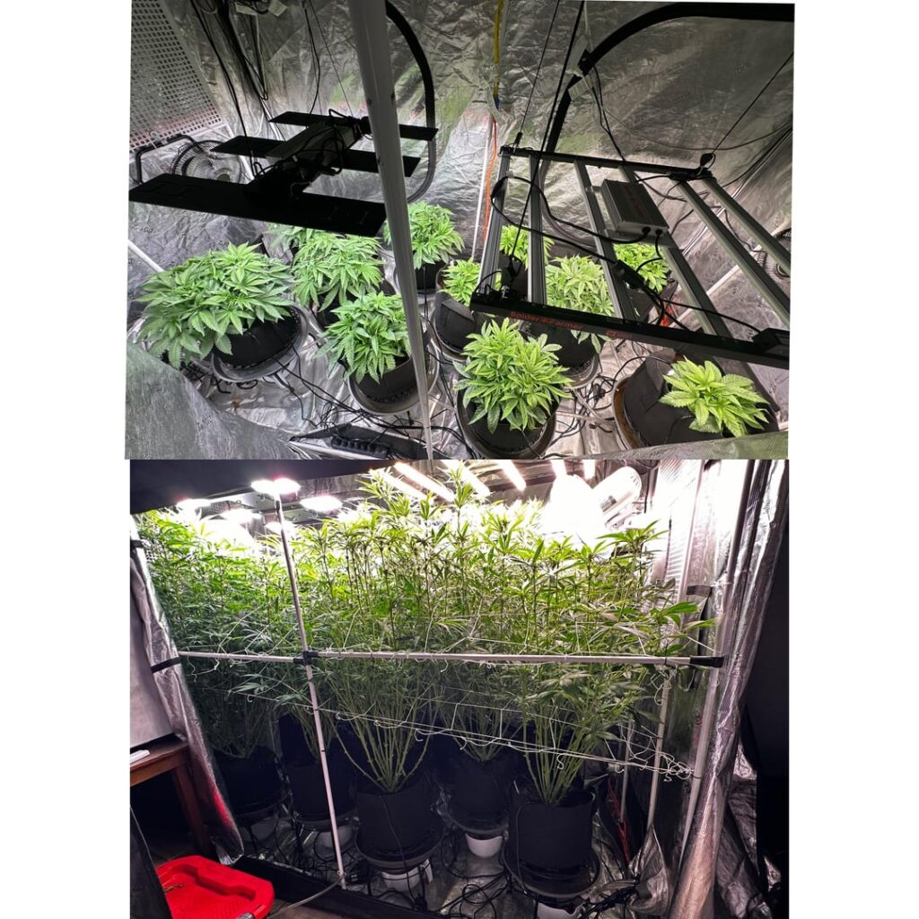 Day 1 vs day 31 flower. Monster growth grown in coco 🫶