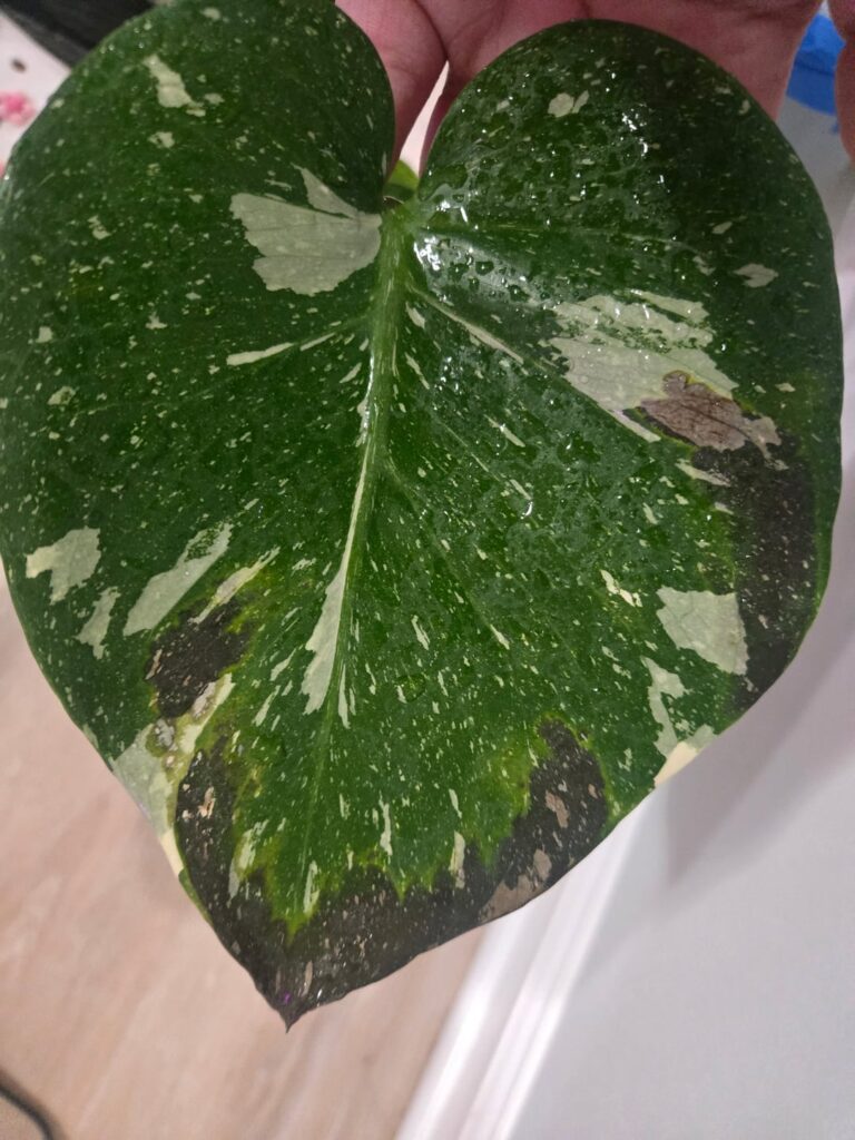 I don’t understand help :( I don't understand help :(