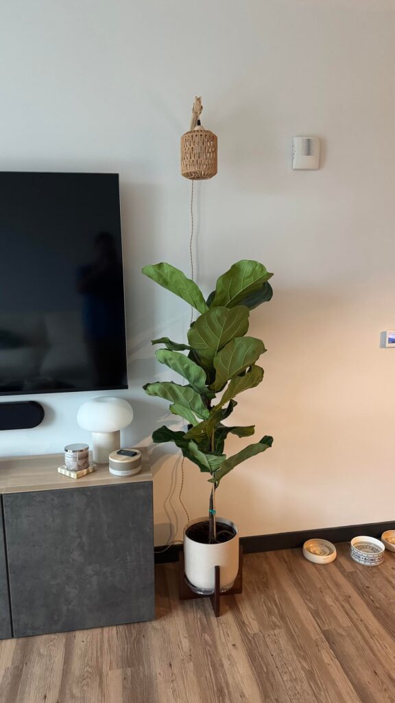First Fiddle Leaf Fig - thoughts?