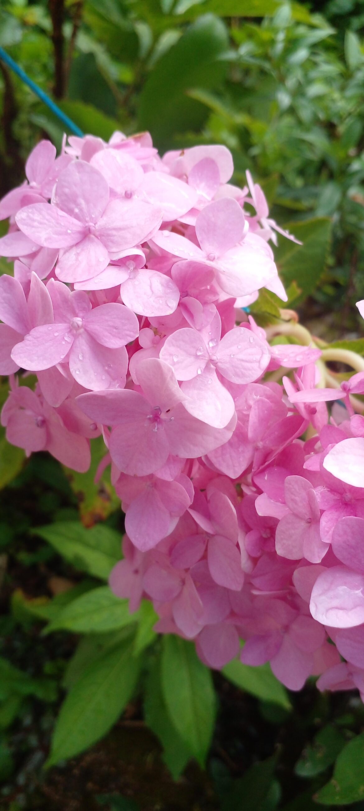 Pink hydrangea:) I spent all day staring at it. Another one from my garden