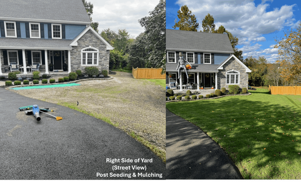 Lawn Rejuvenation Progress Update - Maryland Zone 7B