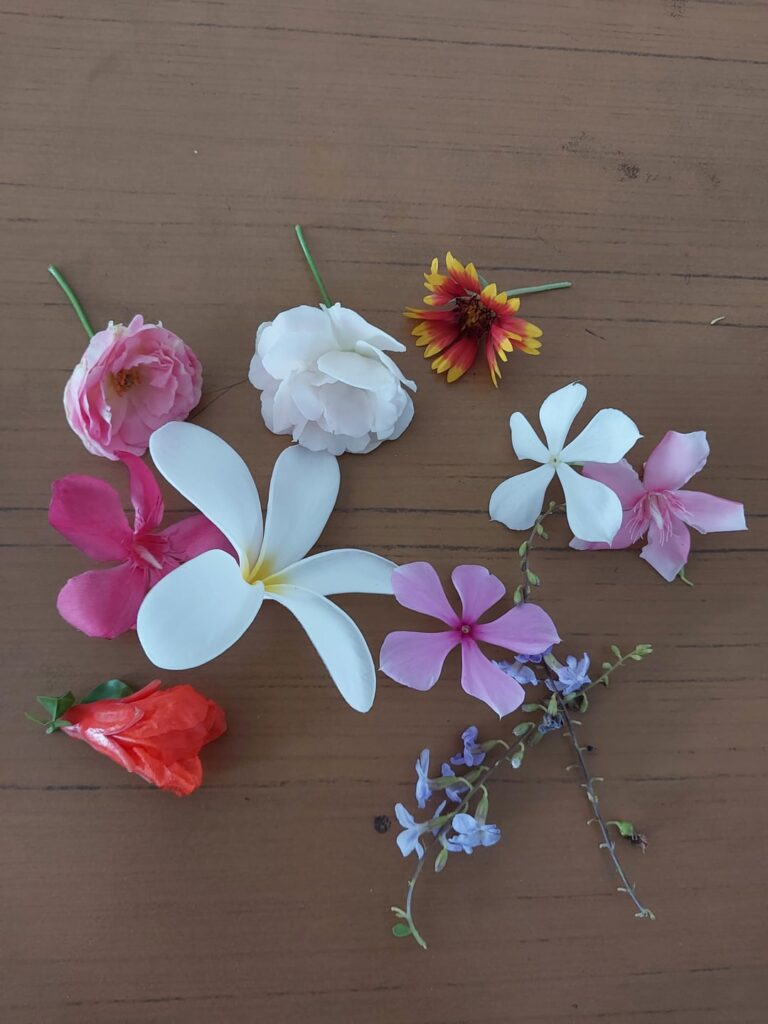 Flowers that grew in my college campus