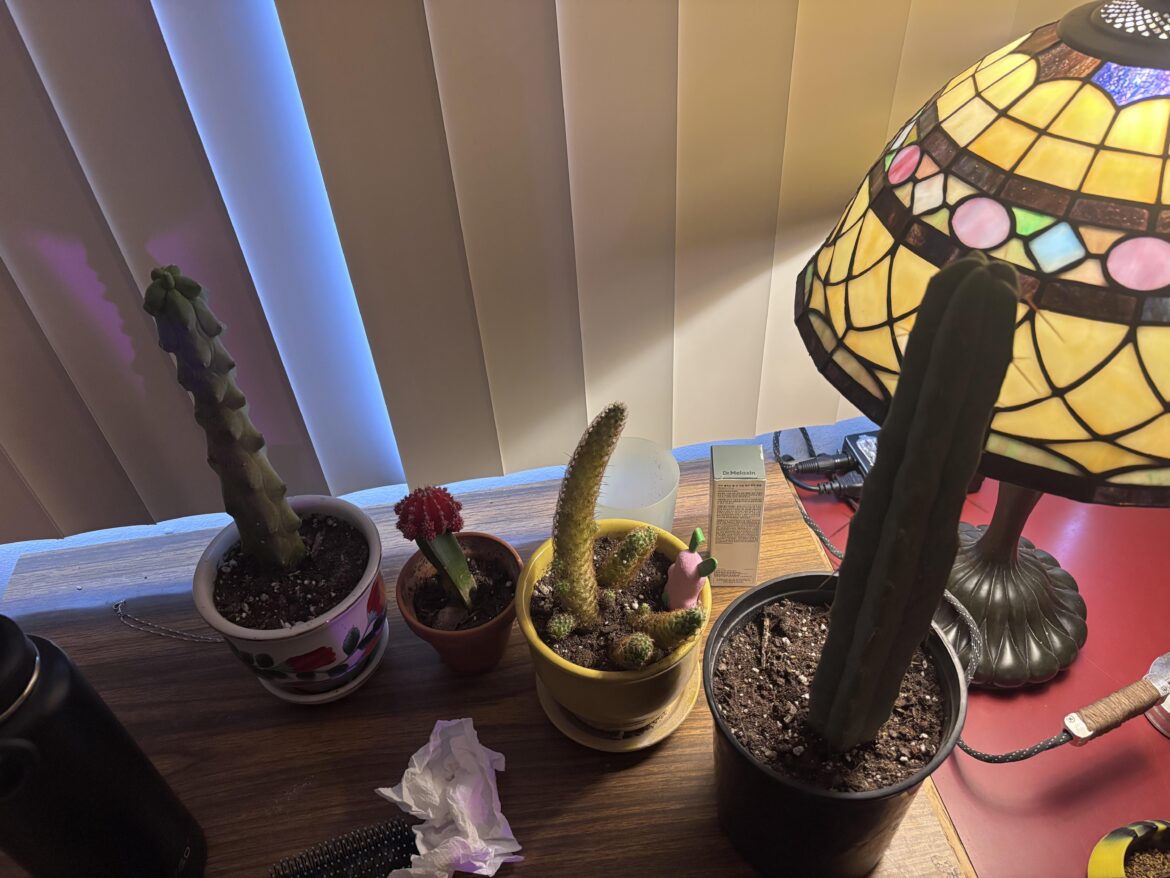 Moon cactus graft