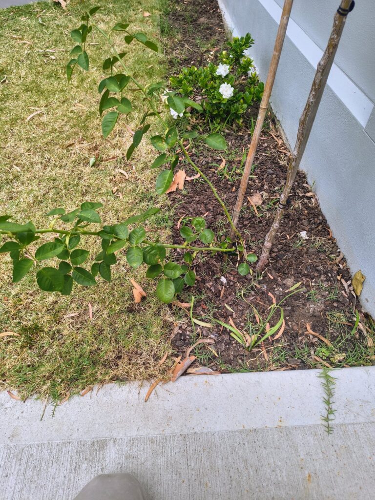 Accidental (and lucky) rose sprout. How do I nurture it?
