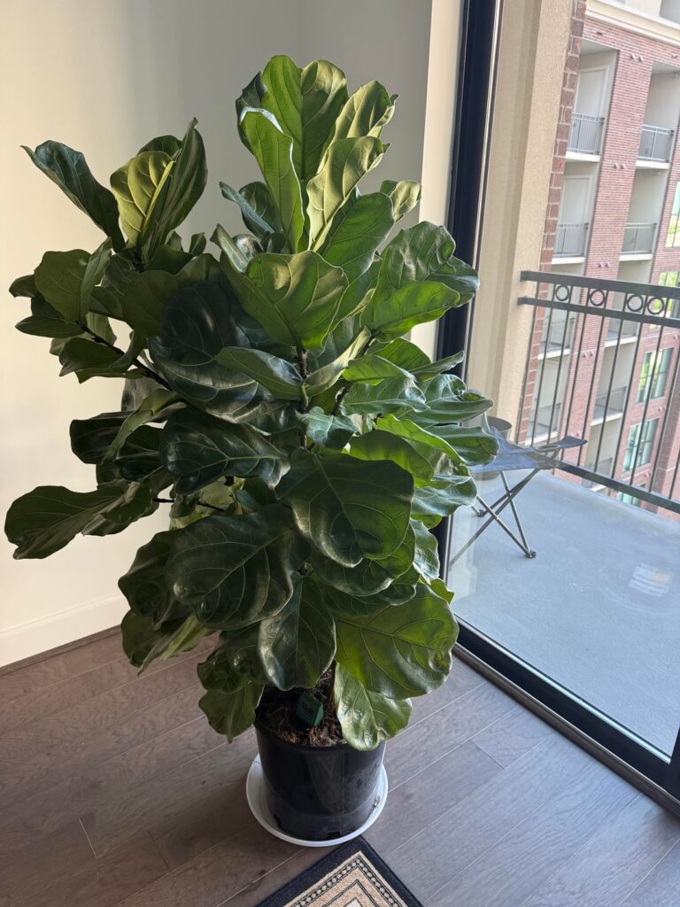 What is this alien organism growing out of my FLF soil?