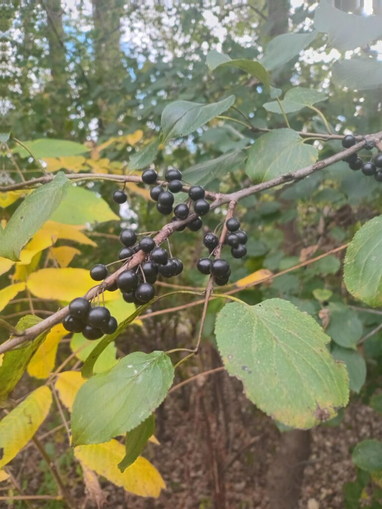 Can someone help identify?