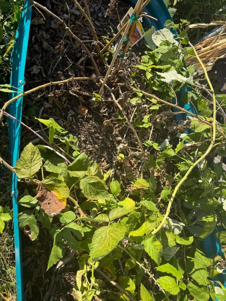 Is this normal for raspberries? Death on shoots working from base outwards