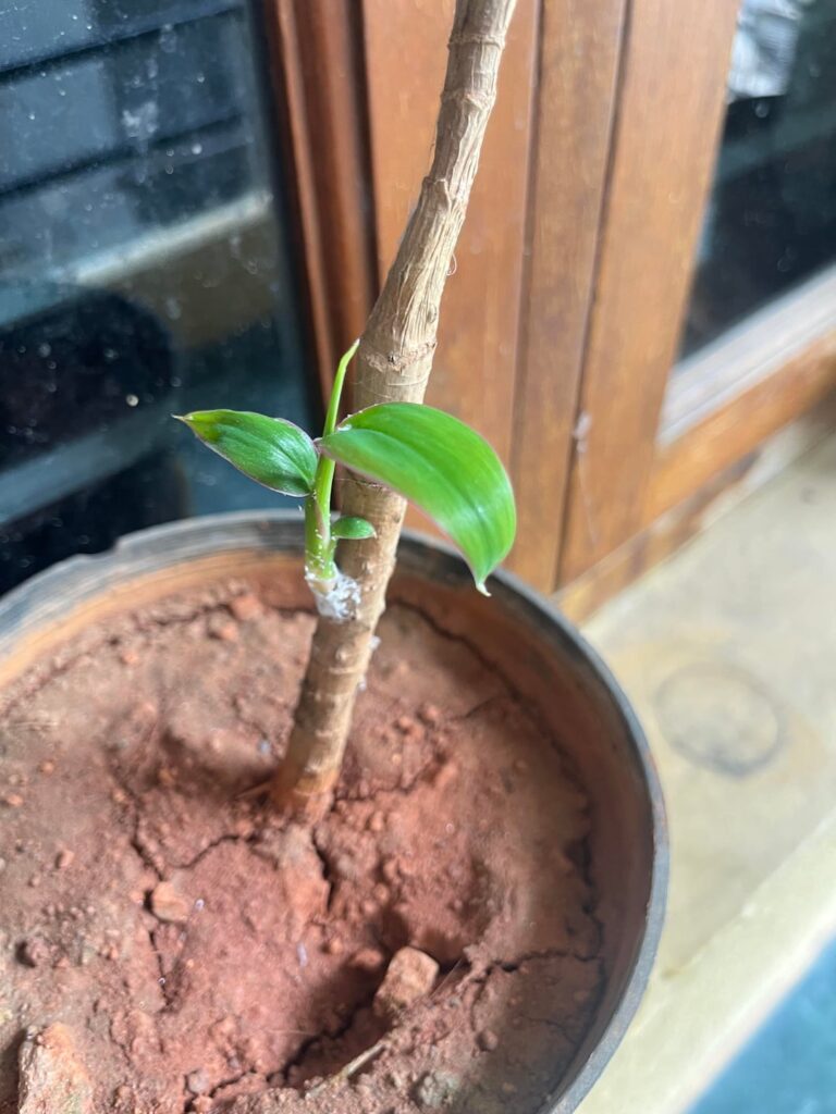 Need help- unable to understand if it’s the mealy bug, can i spray some solution on it? Will it kill the small life from an already dead plant? 🥲 Need help- unable to understand if it’s the mealy bug, can i spray some solution on it? Will it kill the small life from an already dead plant? 🥲