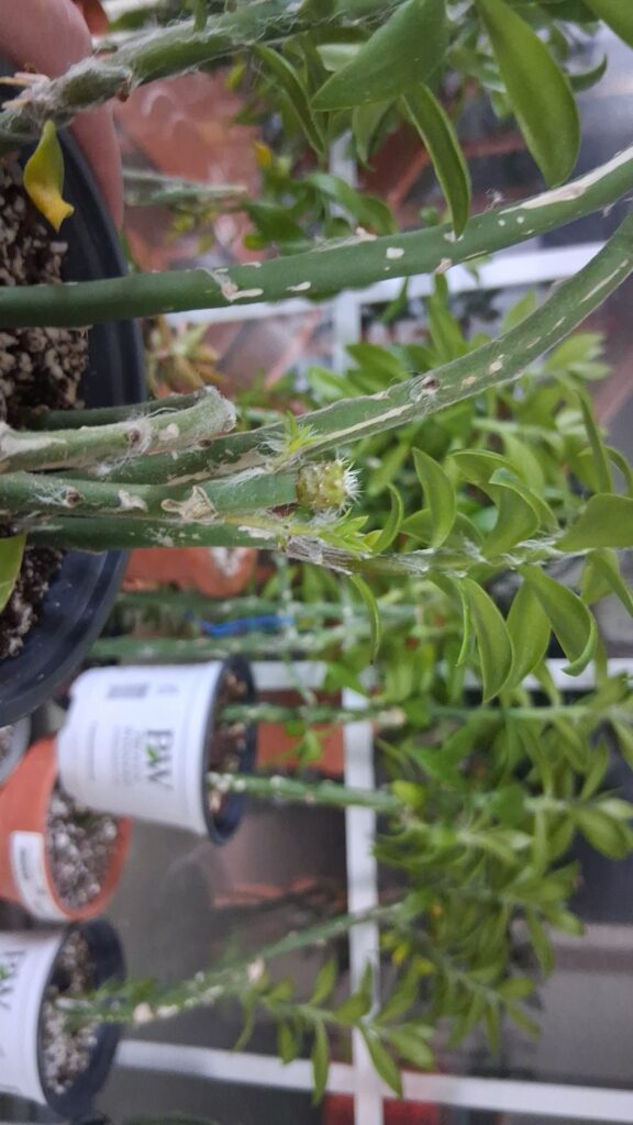 My first successful pere graft..im almost sure its Rosie×Tao1
