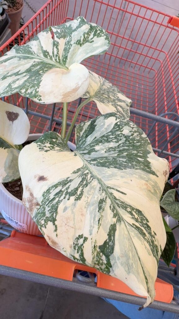 Found this super variegated Thai Constellation at Home Depot — is this normal? Found this super variegated Thai Constellation at Home Depot — is this normal?