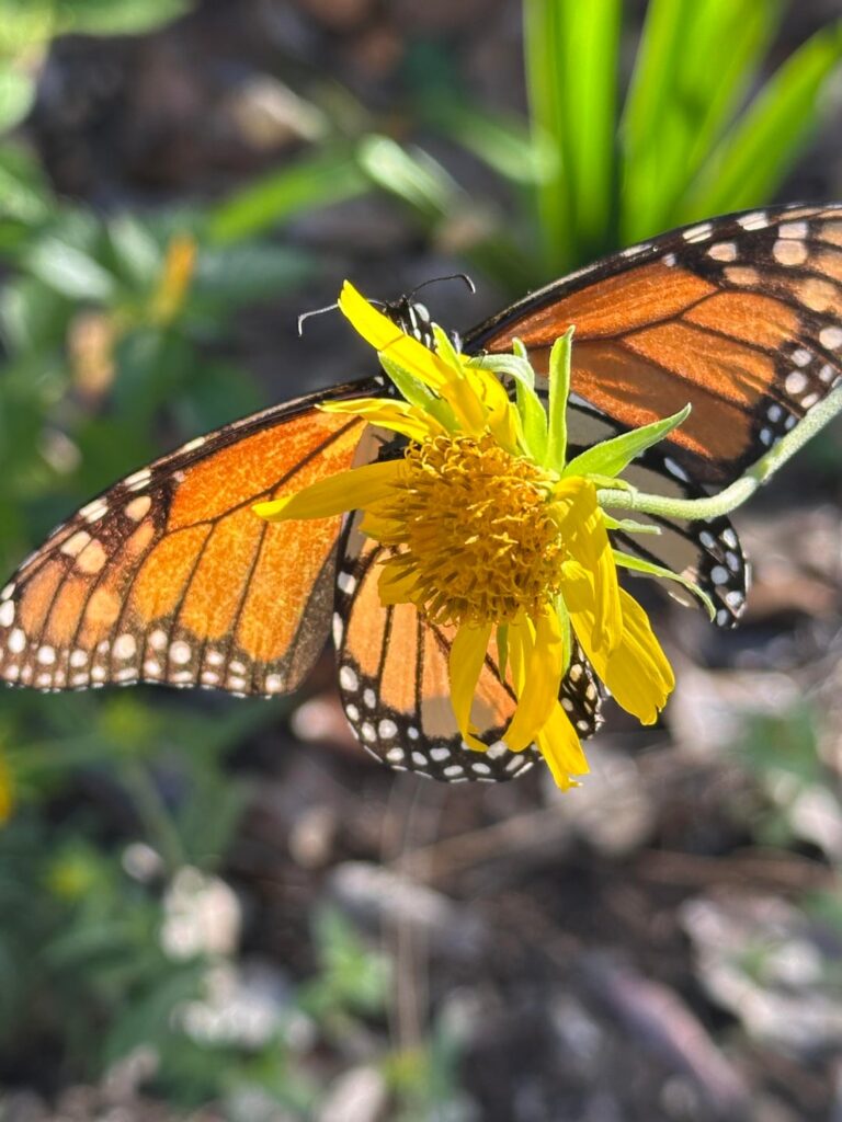 Cowpen daisies are underrated
