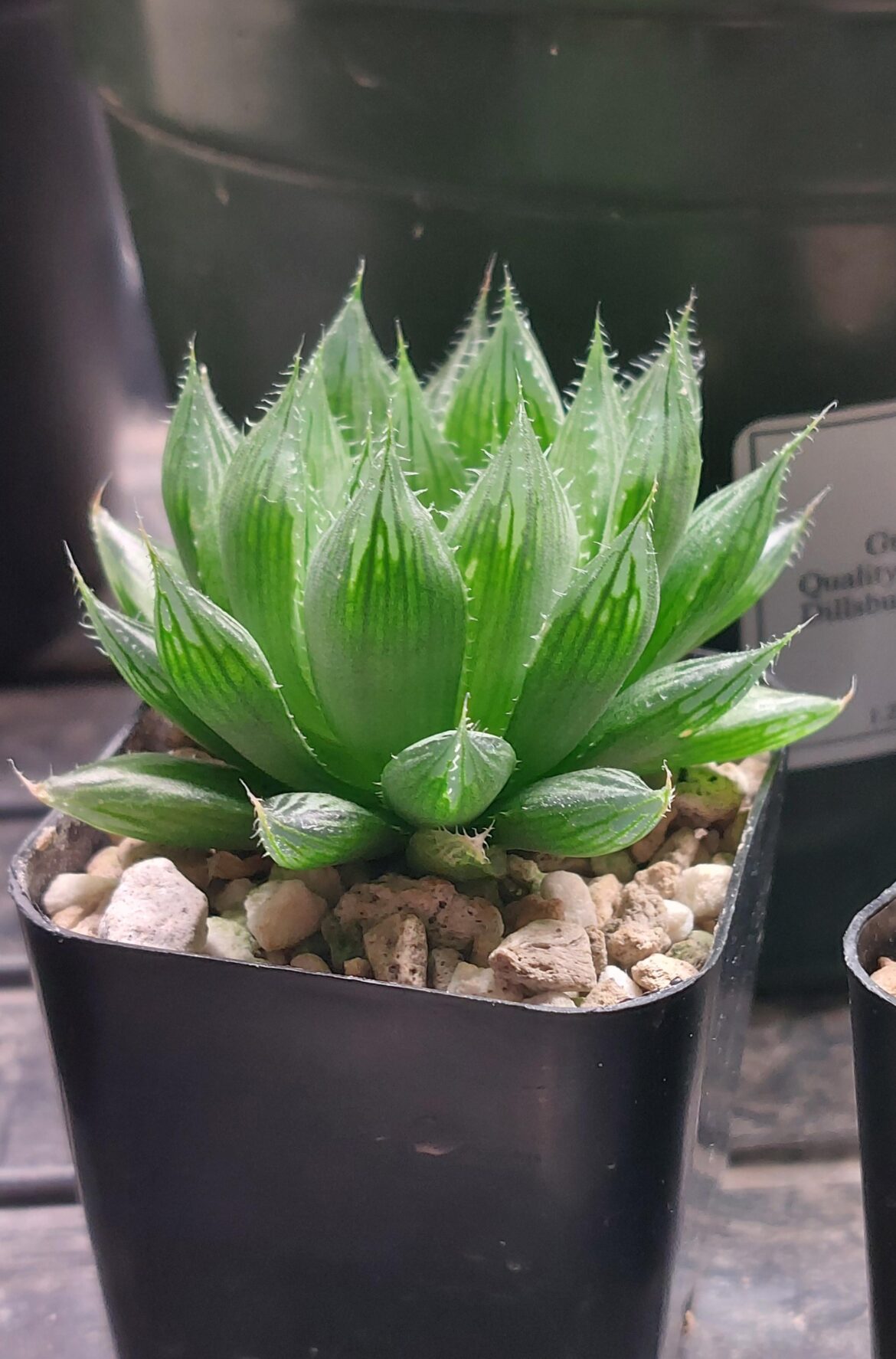 H. mucronata, 2" pot