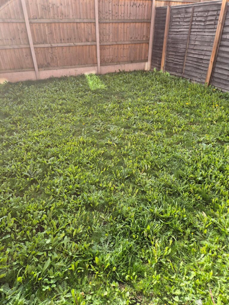 How do I get grass. It only grows weeds.