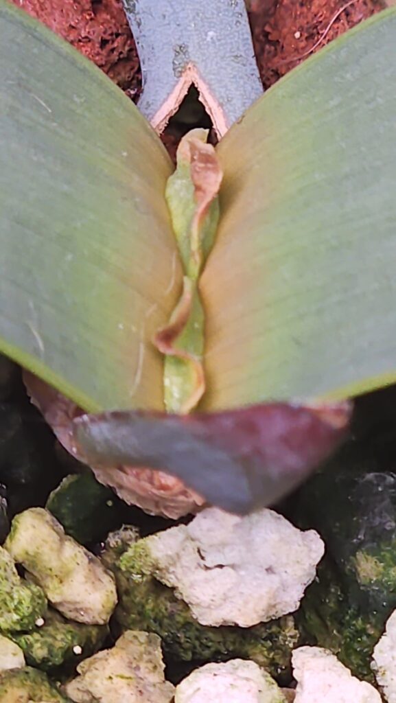 Guys have I doomed my Welwitschia? Guys have I doomed my Welwitschia?