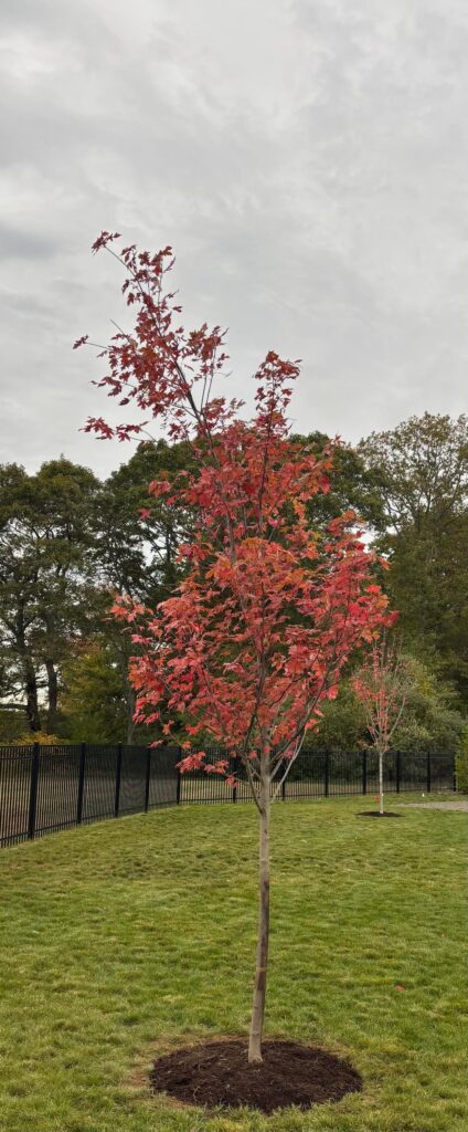 Crooked new planted ABM 12-13 foot tall Crooked new planted ABM 12-13 foot tall