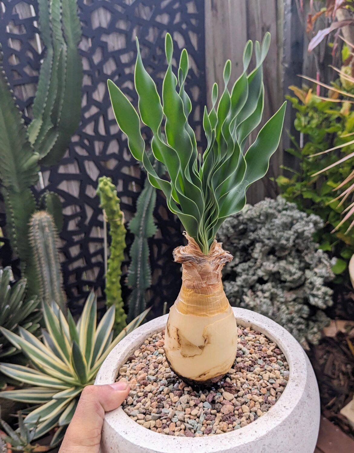 Boophone disticha