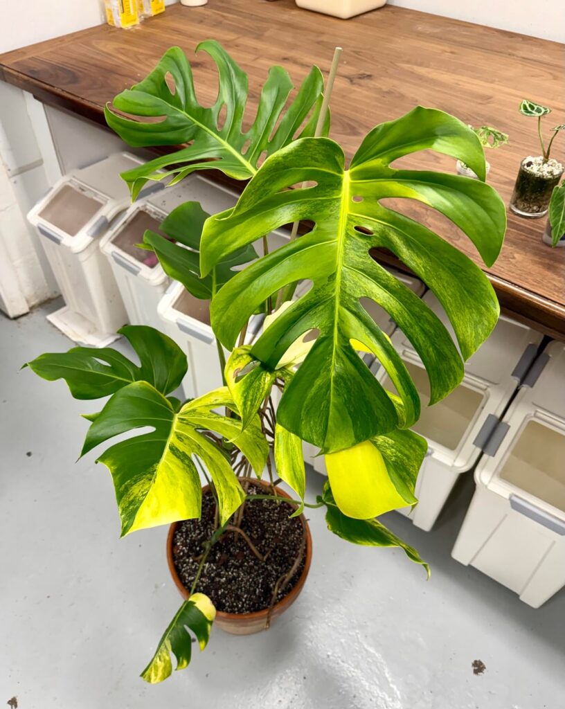 Just brought this lovely lady home tonight ๐ What should I name her? Just brought this lovely lady home tonight ๐ What should I name her?