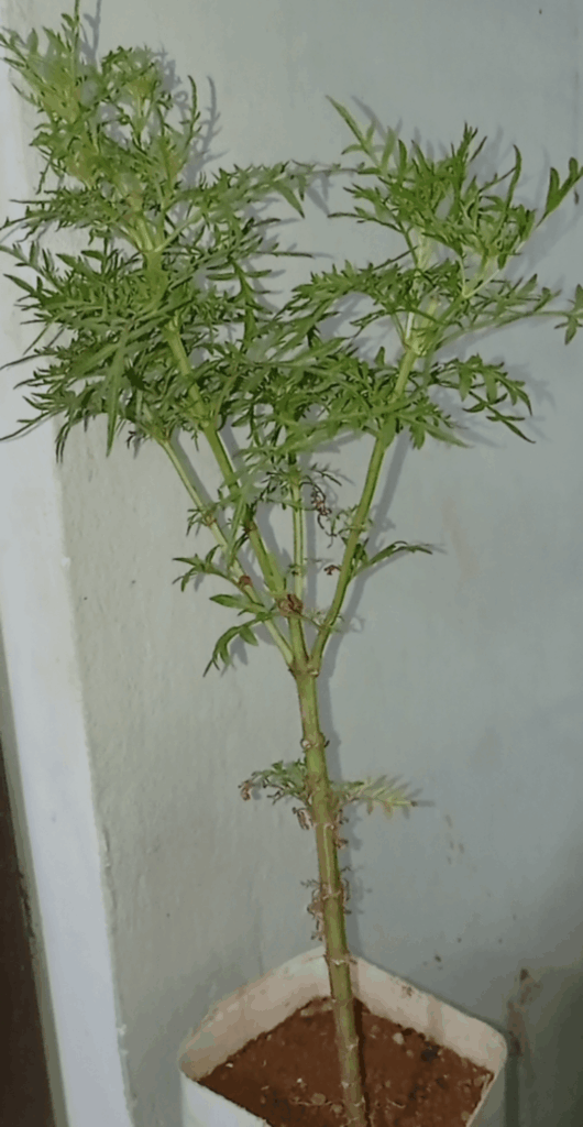 I'm in need of soil😐 is this plant useful? It's grown 2 foot tall and since three months it won't flower. If it's a weed I'll uproot it and take the soil in use. Please id it.