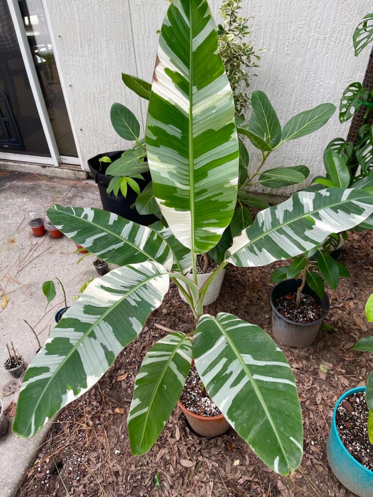 A lot of my plants have grown huge over the summer and I don’t think I can’t give them the amount of space/light they need inside this winter. I need some advice 😭 A lot of my plants have grown huge over the summer and I don’t think I can’t give them the amount of space/light they need inside this winter. I need some advice 😭