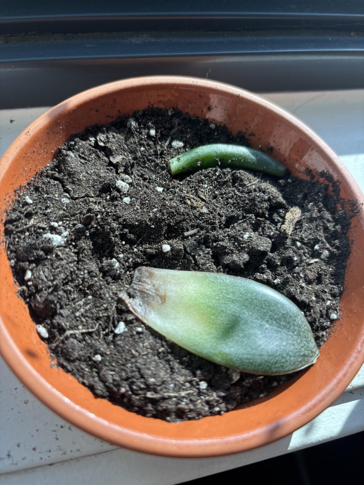 Advice/ question