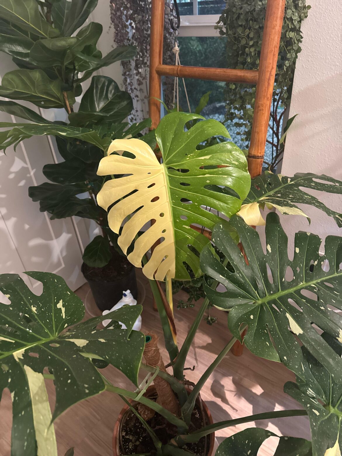 Excited about my new leaf!