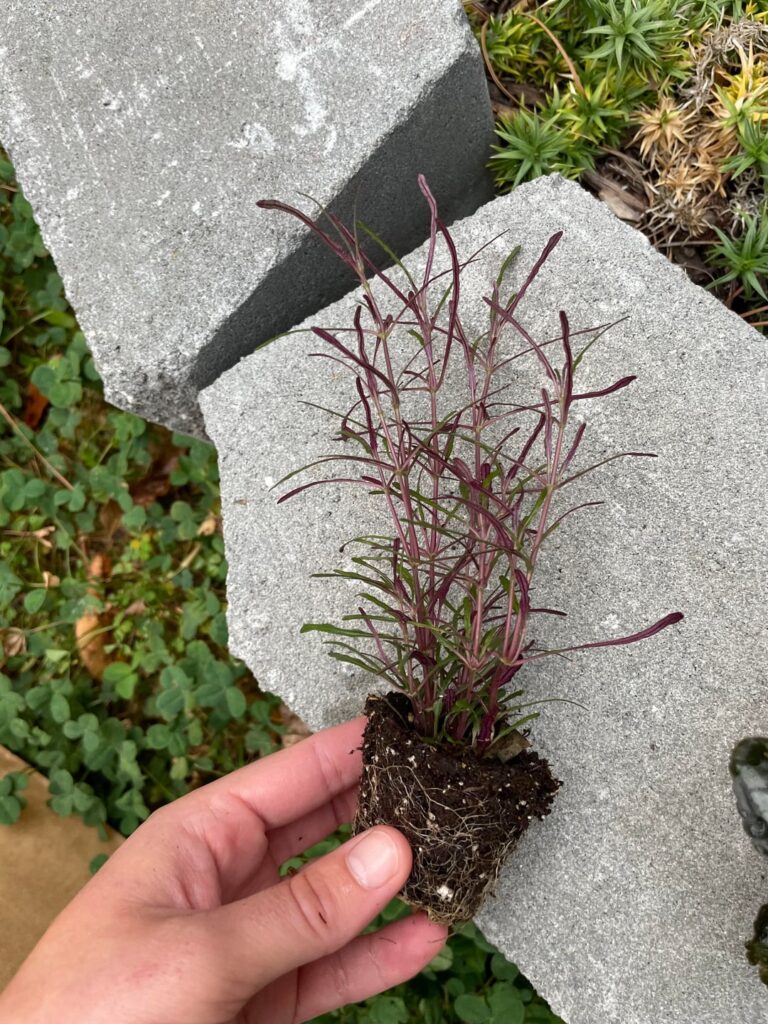 This guy was labeled as “pixie foliages.” What is he really?