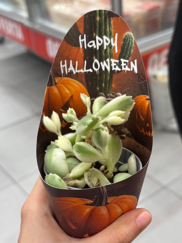 Urgent help! I got it now at the supermarket, I couldn't leave it there!