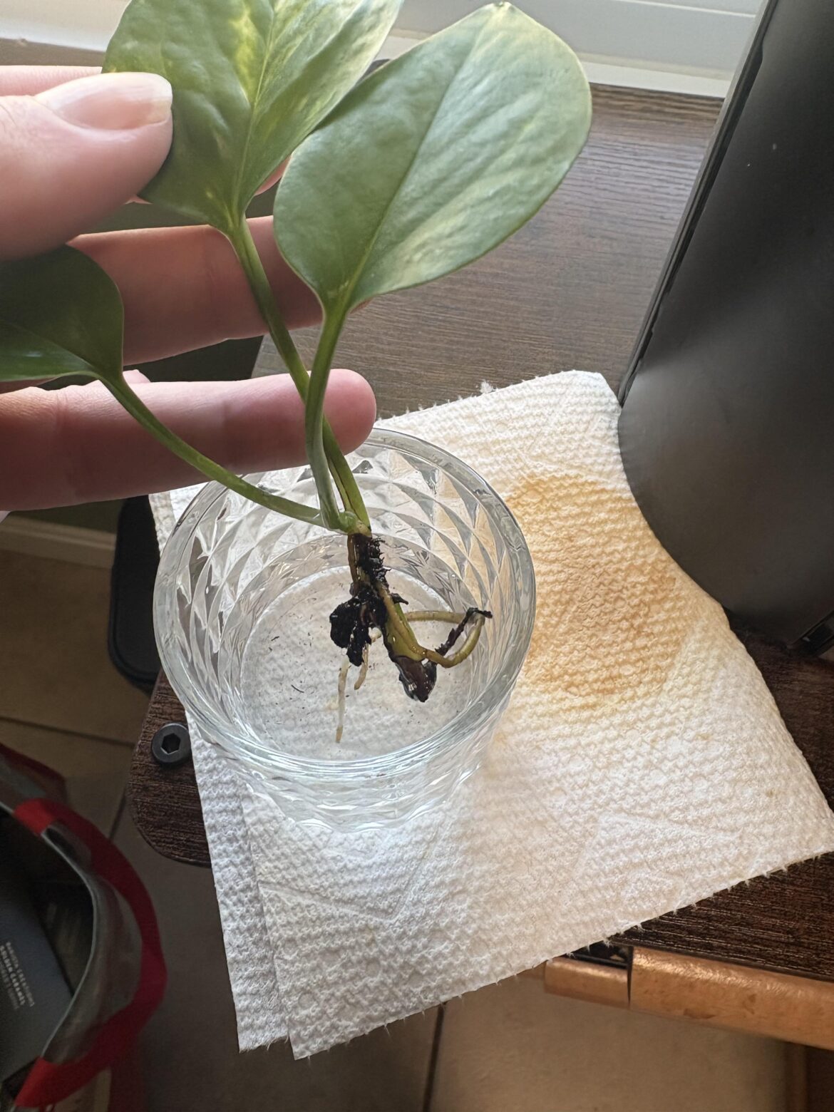 Pothos propagation