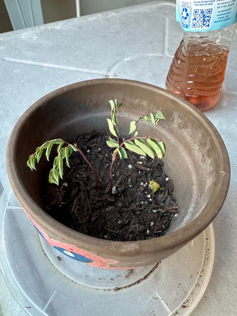 5 Days apart: Bird of Paradise from seed 5 Days apart: Bird of Paradise from seed