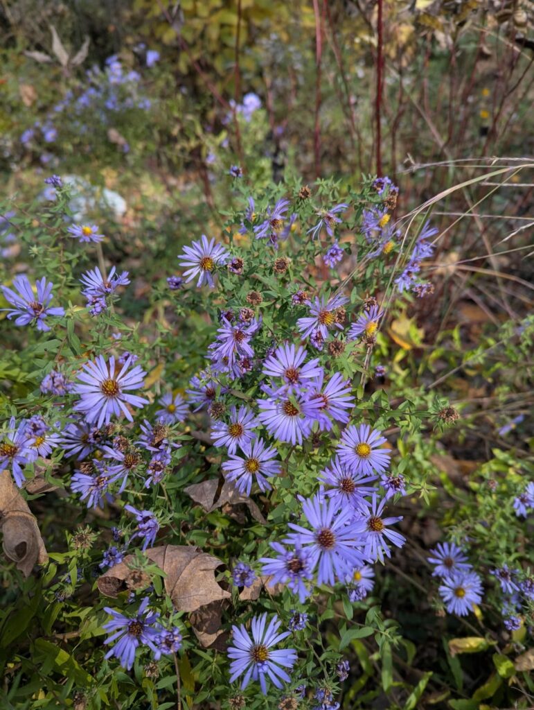 What's still flowering in your garden? Here's what I got, Southern New England.