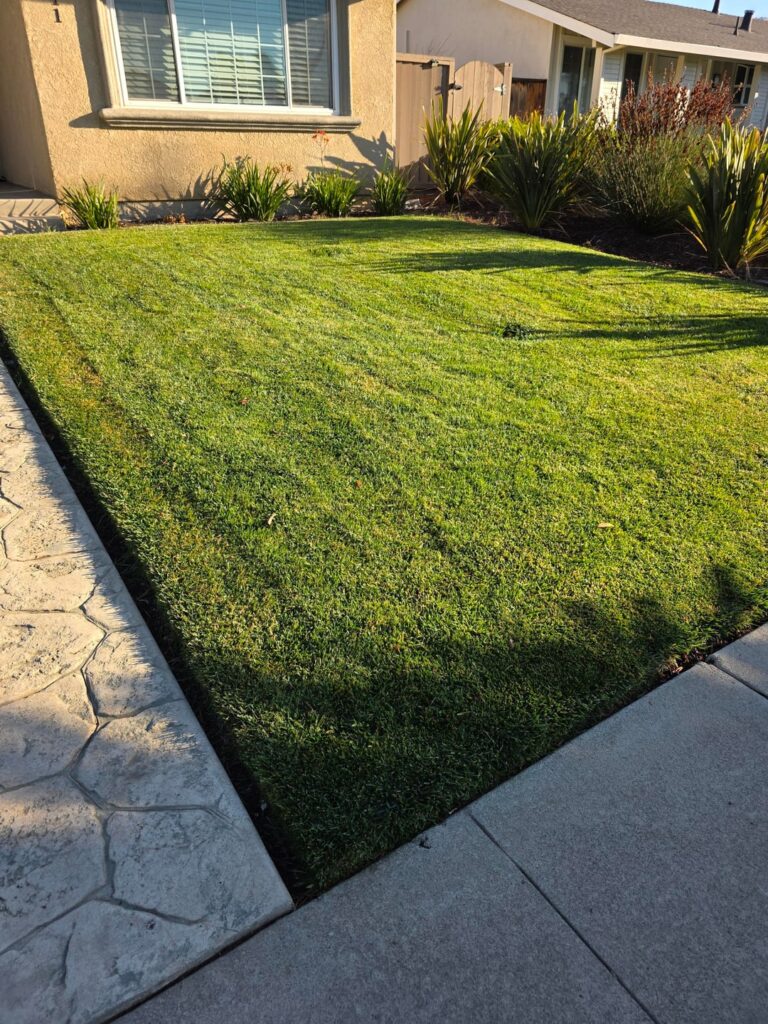 I'm proud of my lawn care after a year of learning.