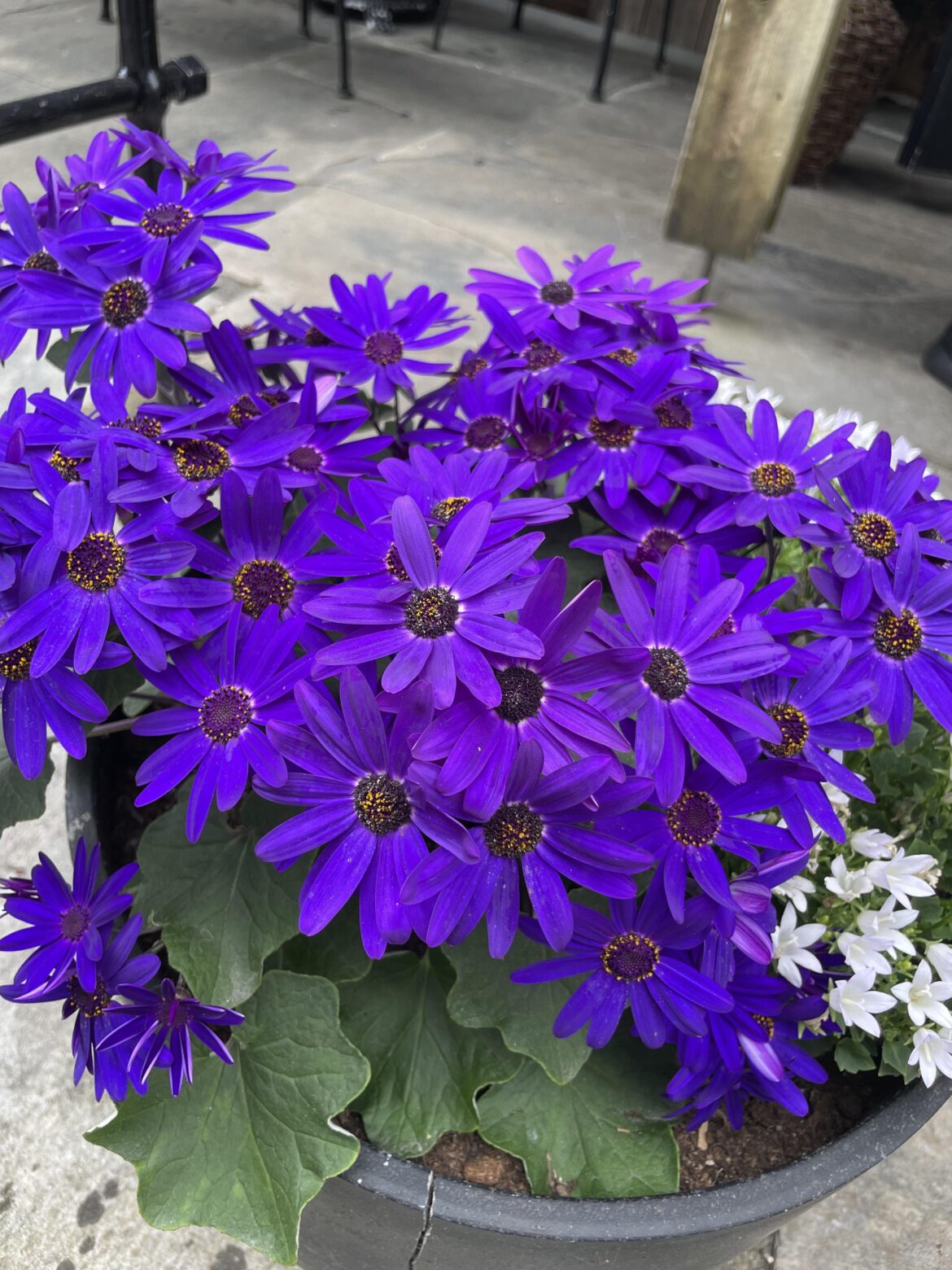 Still one of the most vibrant flowers I’ve ever seen