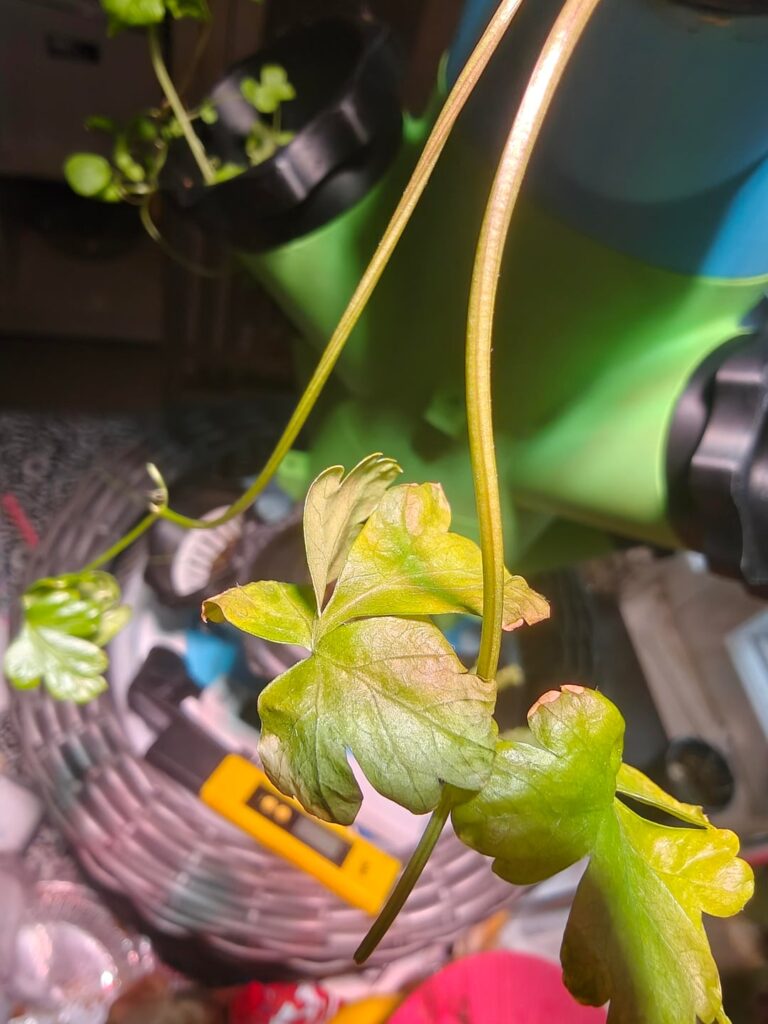 Why does my parsley grow super good then die. Why does my parsley grow super good then die.