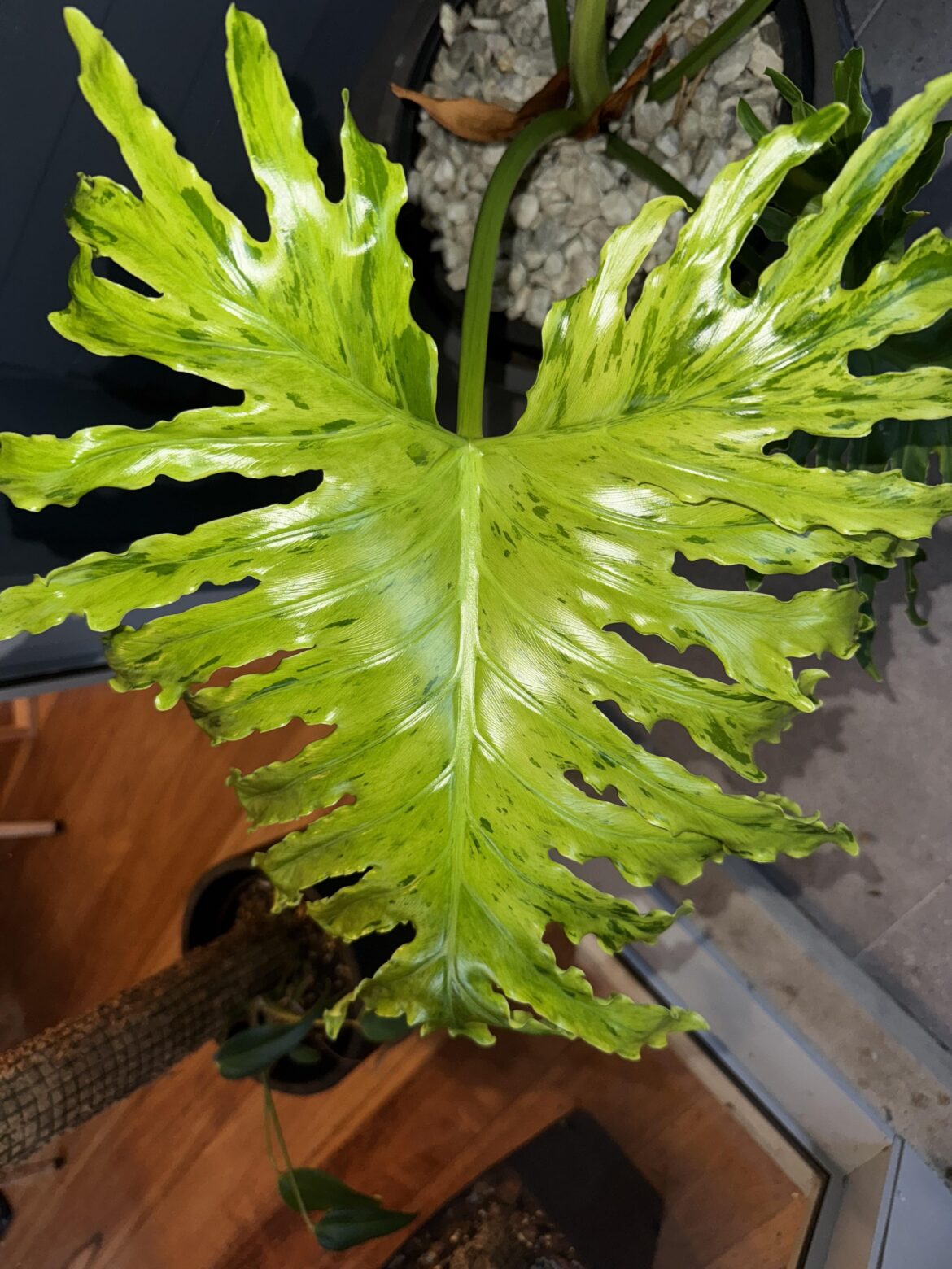 Came across this Selloum locally and had to have it