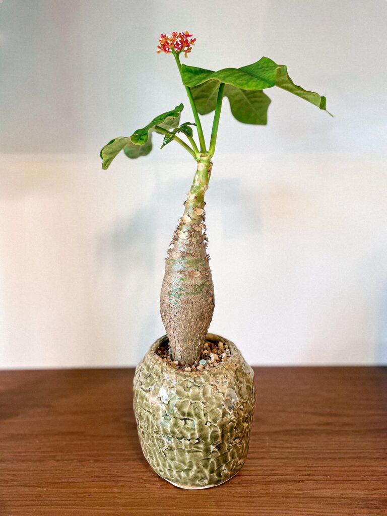 Jatropha Podagrica (Buddha Belly)