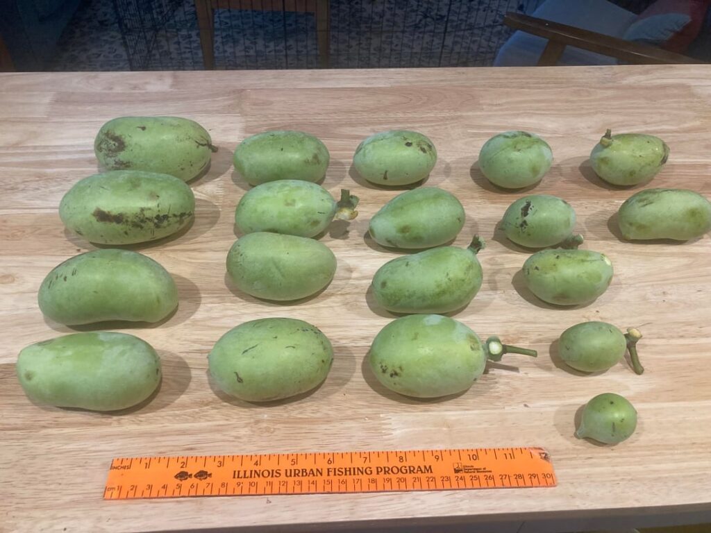 After 7 years, I finally harvested from the paw paw trees I planted! After 7 years, I finally harvested from the paw paw trees I planted!